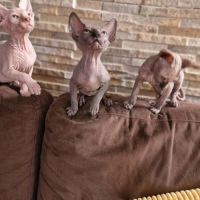 Chatons sphynxs non loof #7