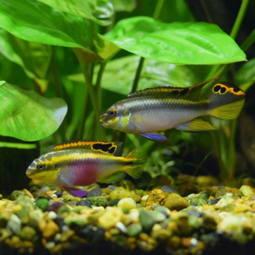 Pelvicachromis pulcher #1