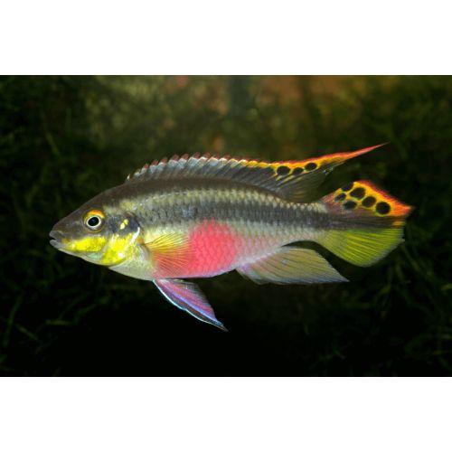 Pelvicachromis pulcher