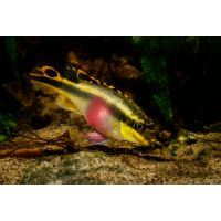 Pelvicachromis pulcher #3
