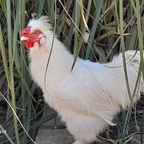 Cède contre bons soins coq blanc nègre soie
