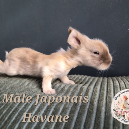 Angora anglais mâle #3