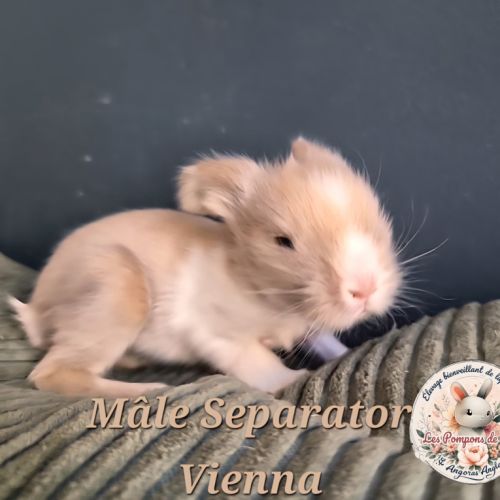 Angora anglais mâle #4