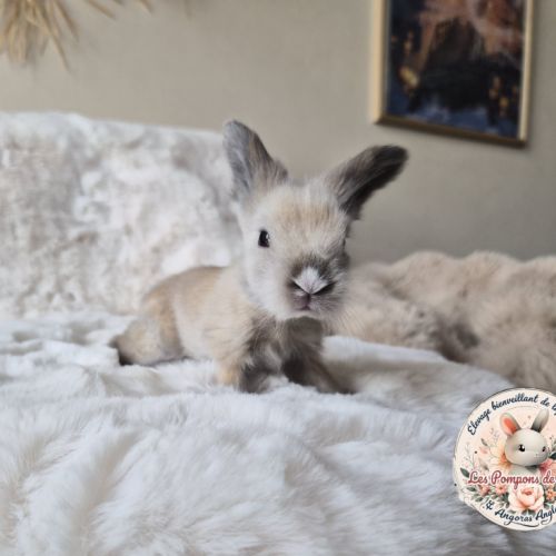 Angora anglais mâle
