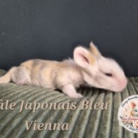 Angora anglais mâle