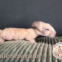 Angora anglais mâle #2