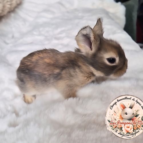 Angora anglaise femelle #3