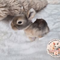Angora anglaise femelle