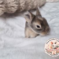 Angora anglaise femelle #2