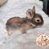 Angora anglaise femelle #3