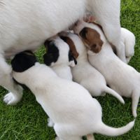 Chiots type jack russel