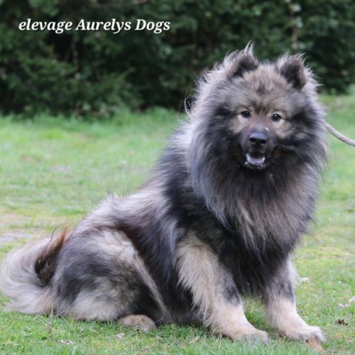 Mâle adulte eurasier lof #1