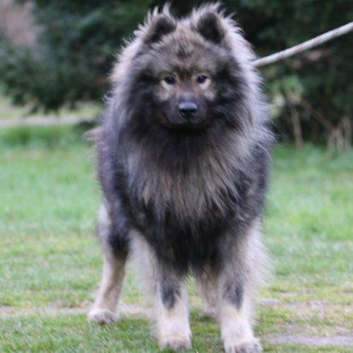 Mâle adulte eurasier lof #0