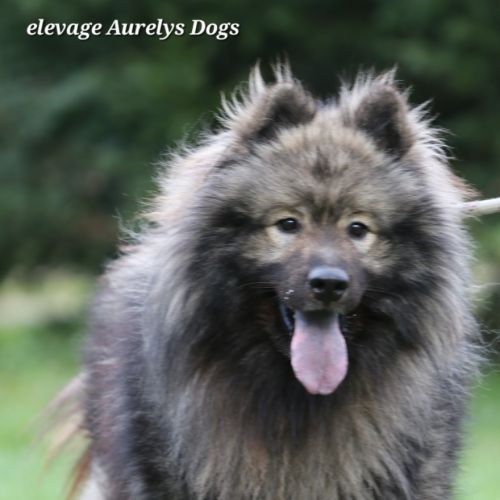 Mâle adulte eurasier lof #3