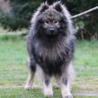 Mâle adulte eurasier lof