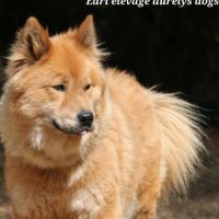 Femelle adulte eurasier #1