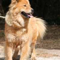 Femelle adulte eurasier