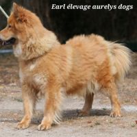 Femelle adulte eurasier #3