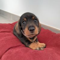 Femelle teckel à poil dur petite naine (lof)