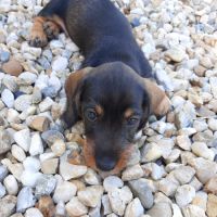 Femelle teckel à poil dur petite naine (lof) #3