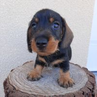 Femelle teckel à poil dur petite naine (lof) #4