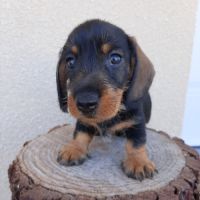 Femelle teckel à poil dur petite naine (lof) #5