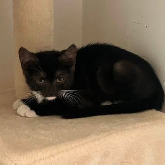 Chat martini à l adoption #0