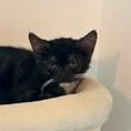 Chat martini à l adoption #2