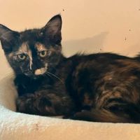 Chat florida à l adoption