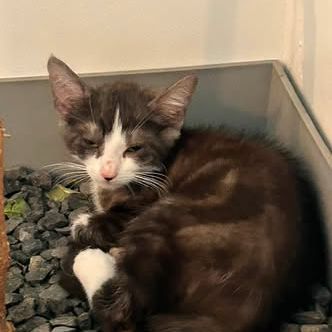 Chat punch à l adoption