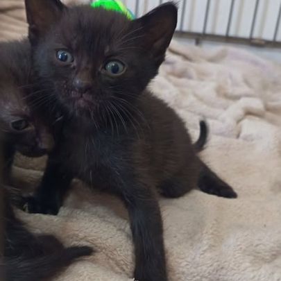 Cacharel à l adoption