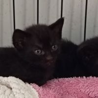 Chat azzaro à l adoption
