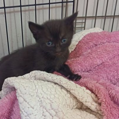 Chat armani à l adoption #0