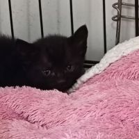 Chat kenzo à l adoption
