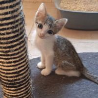 Chat kuzko à l adoption