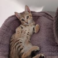 Chat savanna à l adoption