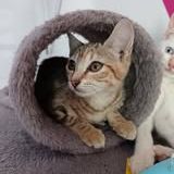 Chat savanna à l adoption #2