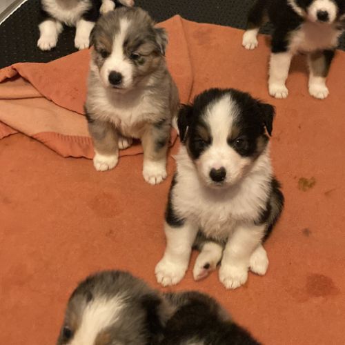 Chiots berger australien lof á réserver #2
