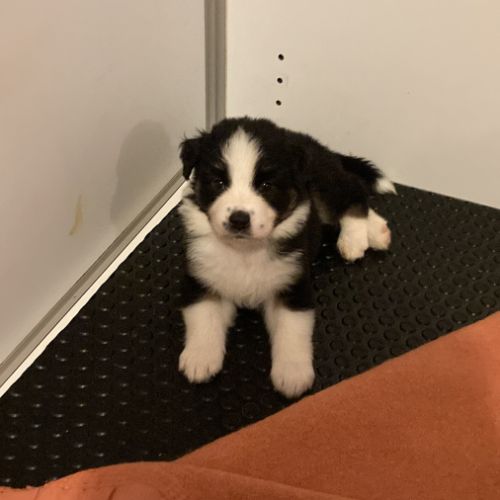 Chiots berger australien lof á réserver #3