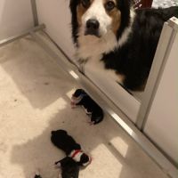 Chiots berger australien lof á réserver