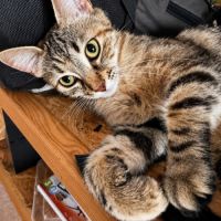 Fidji, adorable minette à l'adoption #1