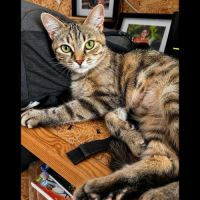 Fidji, adorable minette à l'adoption