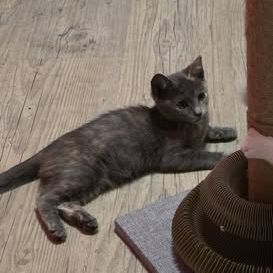 Chat louana à l adoption #0