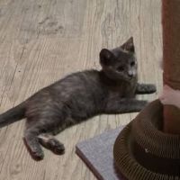 Chat louana à l adoption