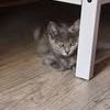 Chat louana à l adoption #2