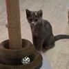 Chat louana à l adoption #3