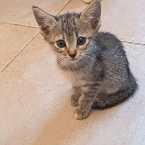 Chat lucia à l adoption #0