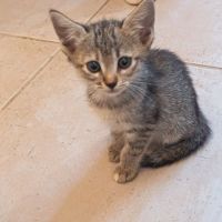 Chat lucia à l adoption