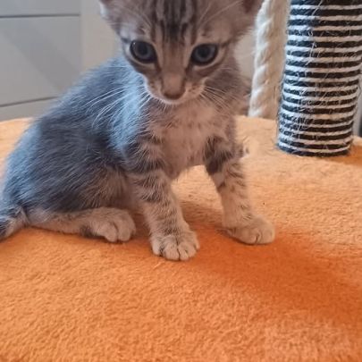 Chat yago à l adoption #0