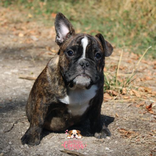 Chiot bulldog anglais x bouledogue français #0